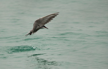 White-cheeked tern diving, Bahrain 