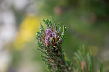 Fototapeta na wymiar dwarf pine cone bud
