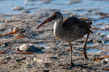 Clapper Rail on Beach