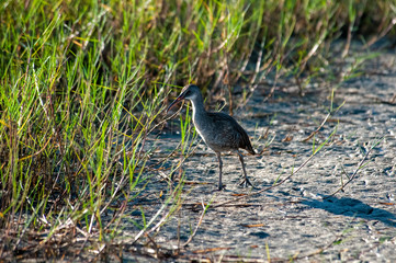 Clapper Rail