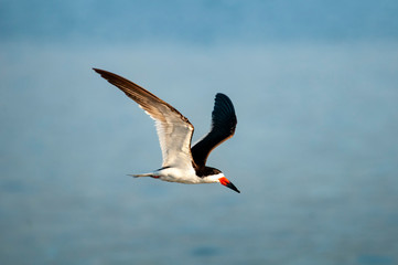 Black Skimmer in flight