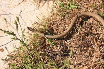 la couleuvre d'Esculae