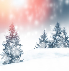 Fototapeta premium forest in the frost. Winter landscape. Snow covered trees.