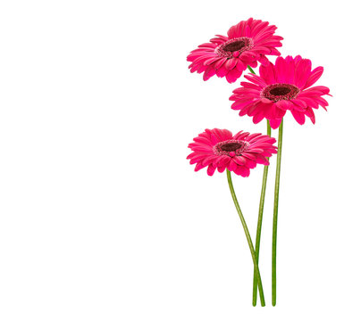 Colorful autumn flowers of gerbera
