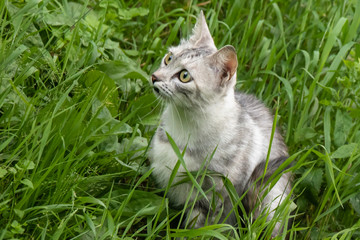 Curious grey cat sitting in the grass looking for prey