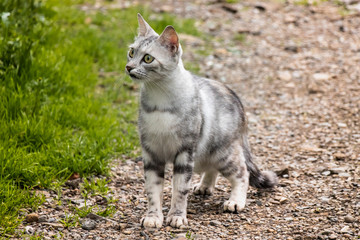 Grey cat in white stripes walks in the yard, graceful gait and looks out for prey