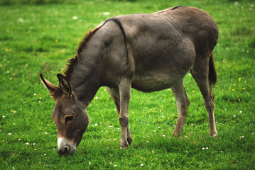 Naklejka na ściany i meble donkey or ass grazing in a meadow this is an animal of the horse family. The scientific name is Equus africanus asinus 