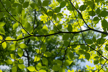 green leaves of tree