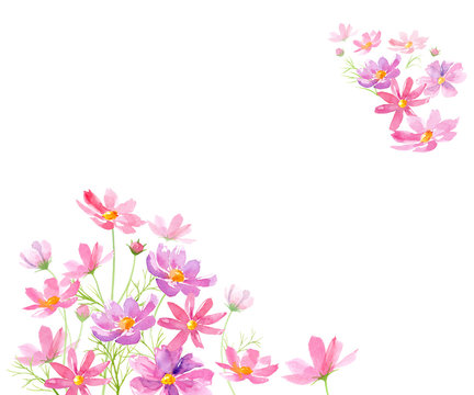 コスモス Images Browse 52 505 Stock Photos Vectors And Video Adobe Stock