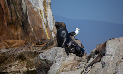 Lobo marino y gaviota
