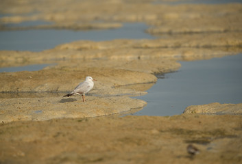 Slender-billed gull at Busaiteen coast during low tide, Bahrain 