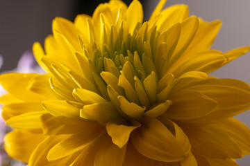 Fototapeta premium Beautiful yellow flowers, nature background. Rudbeckia close-up. Top view.