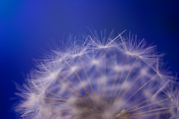 Dandelion macro photography on blue background. Close up.