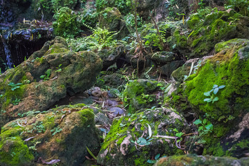 Moss on a rock that is pleasing In nature
