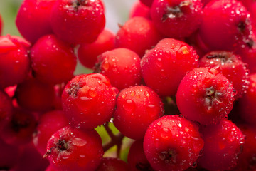 Rowan berries can use as natural background. Red cluster of rowan berries. Close-up.