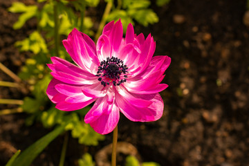 Anemone St Brigid Double Flowering The Admiral.