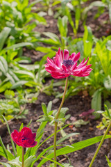 Obraz na płótnie Canvas Anemone Admiral Double Flowering, bright magenta flower