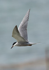 Lesser Crested tern in flight, Bahrain