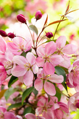 Spring blossoming apple tree with crab flower, vertical background wallpaper postcard