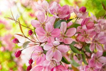 Blooming pink crab flower apple tree, close-up flower bud, horizontal background wallpaper
