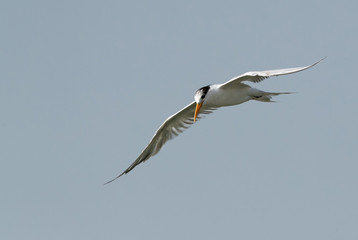 Lesser Crested tern in flight, Bahrain