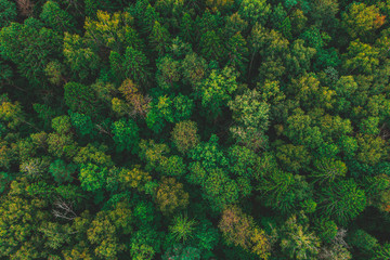 Air view of the beautiful autumn forest. Forest texture top view