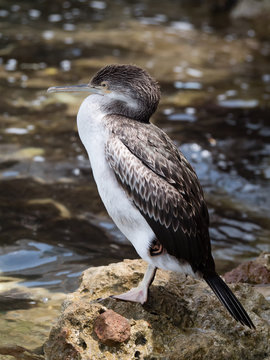 Nahaufnahme einer Scharbe, Kormoran Art