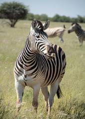 game safari im etosha nationalpark namibia