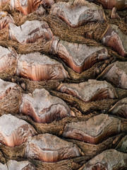 Nahaufnahme eines ausgetrockneten Palmenstamms als Hintergrund, Struktur