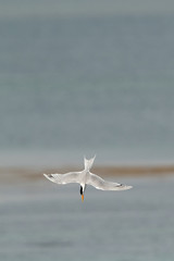 Lesser Crested tern in flight, Bahrain