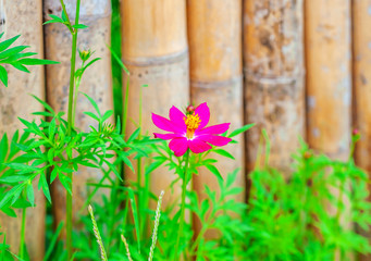 Flower with old bamboo fence in nature