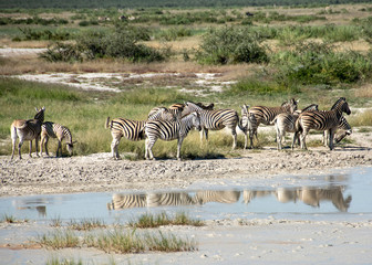 Fototapeta na wymiar game safari im etosha nationalpark namibia