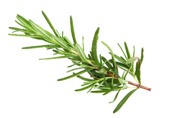 Fototapeta premium fresh raw rosemary on white background