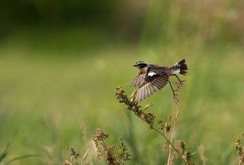 Winchat takeoff from bush, Bahrain 