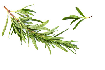 fresh raw rosemary on white background