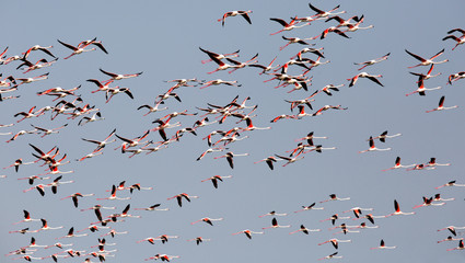 A flock of Greater Flamingos flying at Eker creek, Bahrain 
