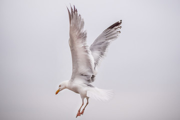 flying seagull isolated on white background