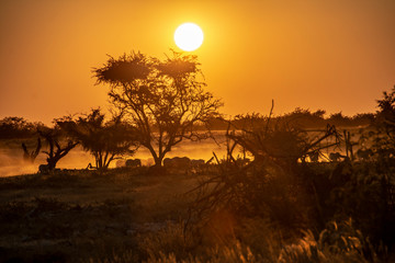 Fototapeta premium game safari im etosha nationalpark namibia
