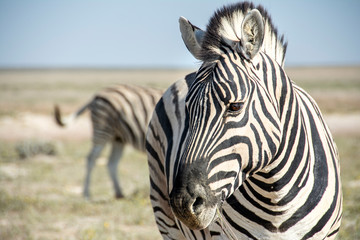 Naklejka na ściany i meble game safari im etosha nationalpark namibia