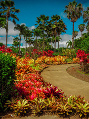 Dole Plantation: Pineapple Plantation O'ahu Hawaii - obrazy, fototapety, plakaty