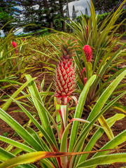 Dole Plantation: Pineapple Plantation O'ahu Hawaii
