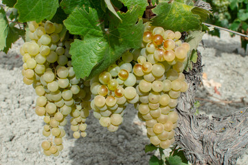Cosecha de uva blanca para hacer vino en la zona de Jerez de la Frontera y Sanlúcar de Barrameda,...