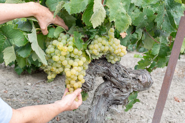 Cosecha de uva blanca para hacer vino en la zona de Jerez de la Frontera y Sanlúcar de Barrameda,...