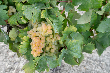 Cosecha de uva blanca para hacer vino en la zona de Jerez de la Frontera y Sanlúcar de Barrameda,...