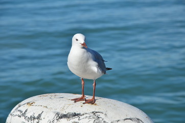 Möve am Meer