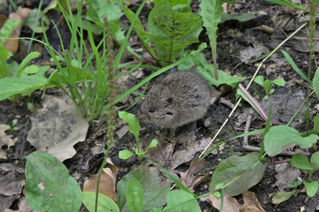 field mice in the grass