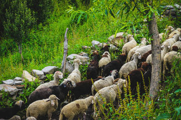 Himalayan Sheeps and Goats