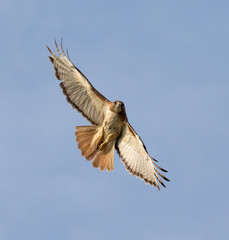 Red-tailed Hawk (Buteo jamaicensis), light morph, flying in blue sky, Iowa, USA.