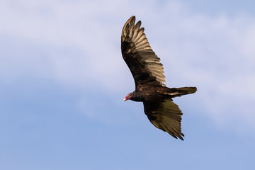 Turkey vulture (Cathartes aura) flying in blue sky, Iowa, USA.