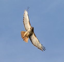 Red-tailed Hawk (Buteo jamaicensis), light morph, flying in blue sky, Iowa, USA.